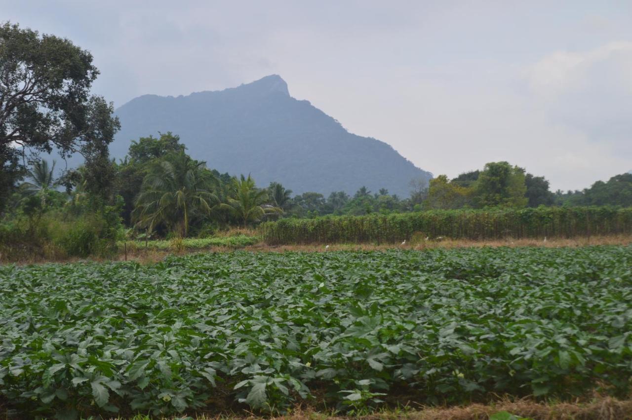 Ridge Boundary View Apartment Dambulla Bagian luar foto